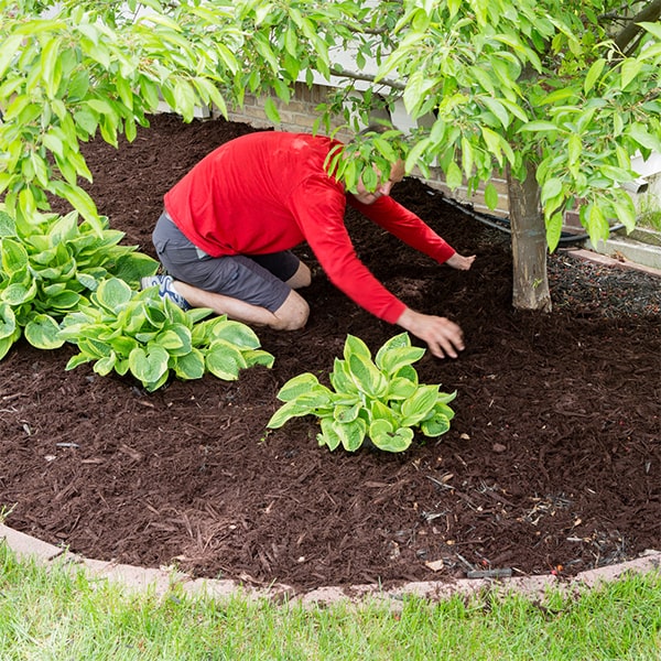 mulch installation mulch installation should be reapplied annually to maintain its effectiveness